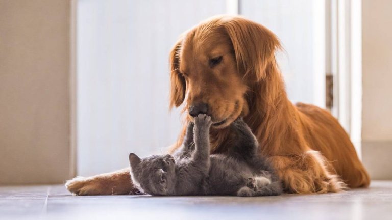 clonagem-de-pets-capa